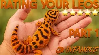 RATING YOUR LEOPARD GECKOS 🔥 PART 1 | INFAMOUS’ EXOTIC REPTILES