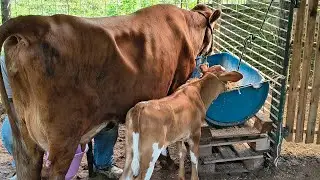 Tirando o leite 🐄+ Esmeralda aprendendo comer 🥰