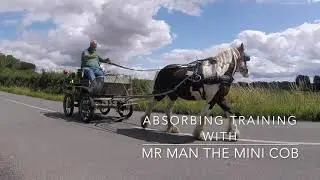 Absorbing Training with Mr Man the Mini Cob