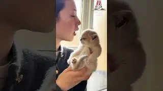 My little kitten gets annoyed when i kiss ear; she really doesn't like ear kisses.😜😂#cat #funnycats