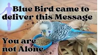 🐦 Bird Synchronicities and Messages -🪶- Let's pay close attention! My Spiritual Awakening Stories