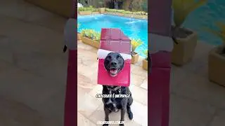 P&Aacute;SCOA PRA CACHORRO #cachorros #cachorrosengra&ccedil;ados #cachorro #pascoa