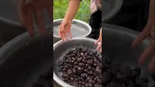 Harvest seasons#korea #japan #america #asmrvideo#asmreating #asmrfood #delicious #amazing #farming