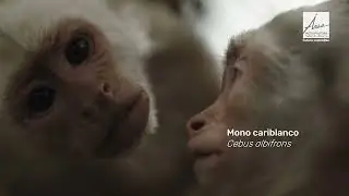 El CAVR de Fauna Silvestre ahora es el más grande de Latinoamérica