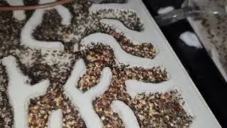 Pheidole rhea update 4/23/23