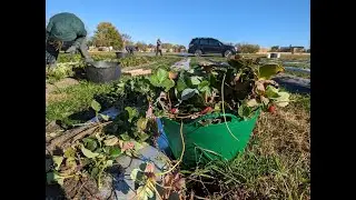 Field cleanup for small scale day neutral strawberries