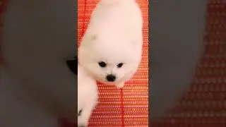 Cute Mini Funniest Animals - Best Of The 2025 Funny Animal Videos #98.1