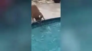 fun dog you can laught / world dogs /  magics of dog / nature / animal / animal songs /  new / anima