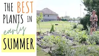 The Best Early Summer Fruits and Vegetables to Grow - July 2020 Garden Tour