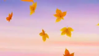 Autumn Field 🍂 Lofi and Anime Drift
