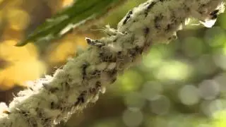Wooly beech aphid, Grylloprociphilus imbricator