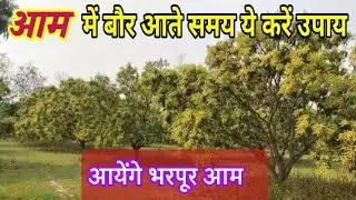 आम में बौर आते समय क्या उपाय करें? aam me baur aane par kya kare #mango #mangoflowering 
