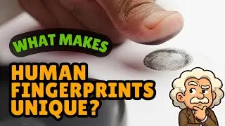 What Makes Human Fingerprints Unique? | 1.1