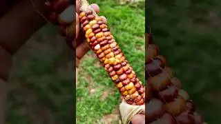 Look at this colorful corn! 🌽 ✨ #garden #farming #satisfying