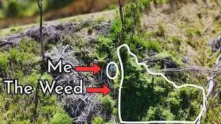 Fighting NZ's worst weed?