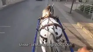 Ulisse la Musica degli  Zoccoli Cocchiere Marcelli Raffaele