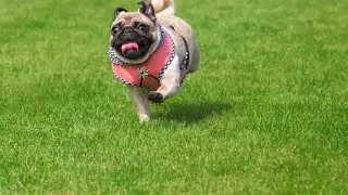 Understanding and Managing Behavioral Issues in Pugs