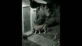 leopard enter a house at mid night unbelievable CCTV footage #cctvcamera #shortsfeed