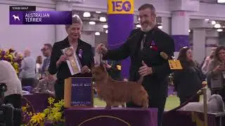 Australian Terriers | Breed Judging 2026