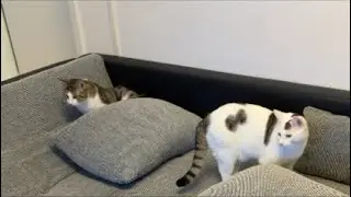 Stream Crashed. Cats Didn&rsquo;t. We&rsquo;re LIVE Again.