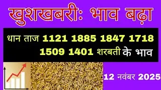 धान का भाव आज 🔴12 नवंबर 2025 | 1509,1121, बासमती | Dhaan Rate Today | Agri Commodity Price