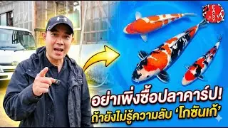 อย่าเพิ่งซื้อปลาคาร์ป! ถ้ายังไม่รู้ความลับของ 'ราชาโกซันเก้' (Gosanke)