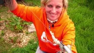 HookersBaits How to bait up with Tiger Prawn tutorial