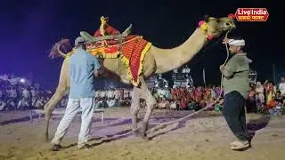 Camel&rsquo;s Bugla Dance: A Traditional Desert Performance