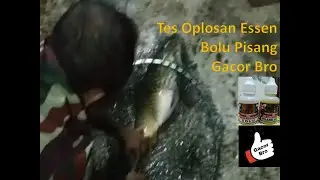 Tes Oplosan Bolu Pisang