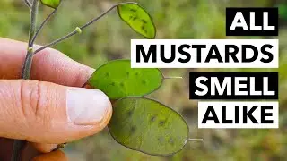 Дикорастущая еда с Сергеем Бутенко: дикая горчица (Brassica spp.) и кресс-салат (Cardamine hirsuta)