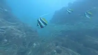 Longfin Bannerfish at North Rock, Broughton Island NSW Australia 19052019