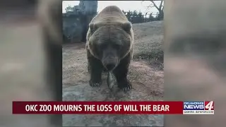 OKC Zoo announces death of American grizzly bear