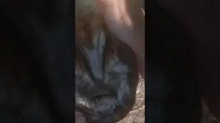 Infosura del caballo potro en los cascos