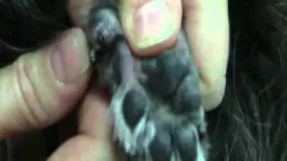 How to clip ingrown dew claws