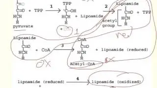 Pyruvate to Acetyl-CoA in Four Steps