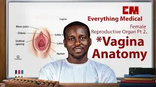 Vagina | Female Reproductive Organ | ANATOMY