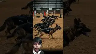 dog in powerfull TRENING 💀💥 #military #force #viral #bollywood #funny  #singer #vikash #love #please