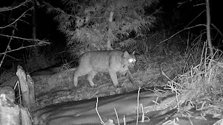 Beaver Dam Trail Camera Videos | Upper Peninsula of Michigan | Bushnell Core S-4K