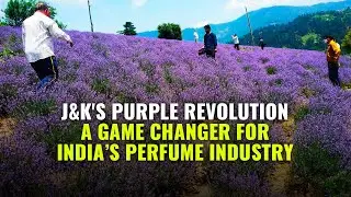 Purple Revolution Or Aroma Mission Changing The Lives Of Jammu and Kashmir's Farmers