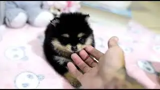 Ophelia - Mini Pomsky