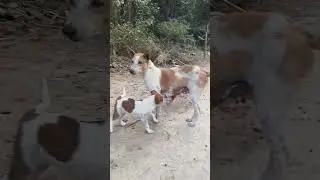 music #dog #funny #maa #dogshorts