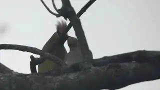 Cedar waxwing courtship (pass the berry, hop to the side)