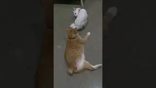 funny cats #kittyantics #dogtalk #funnycats #funnyanimals #funny #funnypets #kitten #catvideos