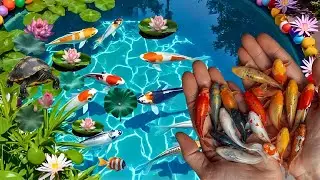 Unboxing goldfish type, veil tail, blakat fish, catching fish, koi fish, spade tail, fish challenge