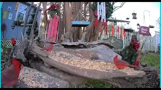 COMMON GRACKLES & RED-WINGED BLACKBIRDS HAVE ARRIVED! (Full replay)