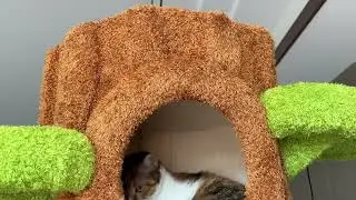 KAMABOKO 90.5 Inch Luxury Cat Tree with Scratching Post, Large Cat Condo for for Indoor Kittens