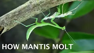 Watch How Praying Mantis Molt | Insect Story