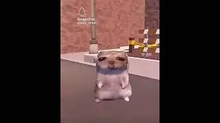 Betcha beat it #roblox #hamsters #meme #funny credit by : @AJ_Vr11