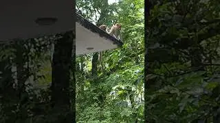 #monkey #shorts #youtubeshorts #entertainer