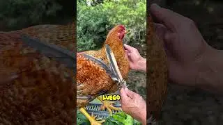 Has que tus pollos crezcan con este m&eacute;todo (@los_escachaitos)